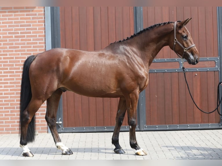 Holsteiner Hongre 5 Ans 166 cm Bai in Zieuwent