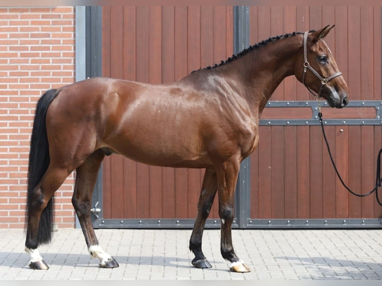 Holsteiner Hongre 5 Ans 166 cm Bai in Zieuwent