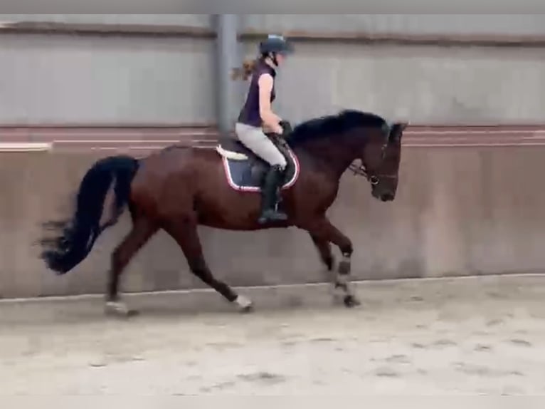 Holsteiner Hongre 5 Ans 166 cm Bai in Zieuwent