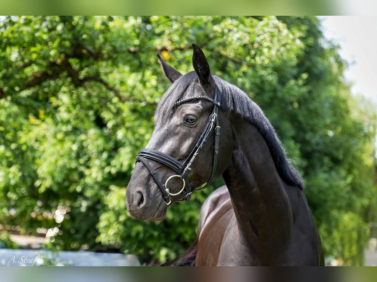 Holsteiner Hongre 5 Ans 166 cm Noir in Petting