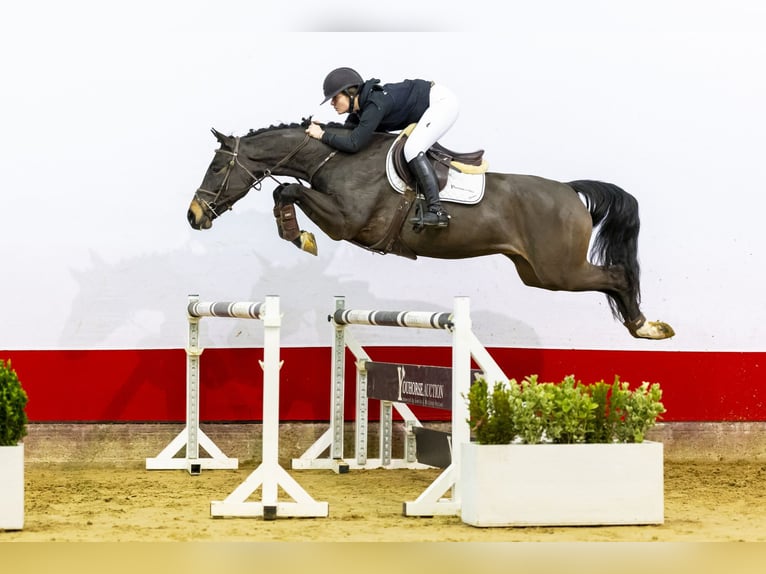 Holsteiner Hongre 5 Ans 167 cm Bai brun in Waddinxveen