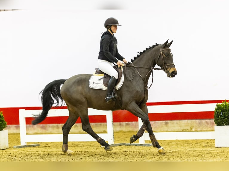 Holsteiner Hongre 5 Ans 167 cm Bai brun in Waddinxveen