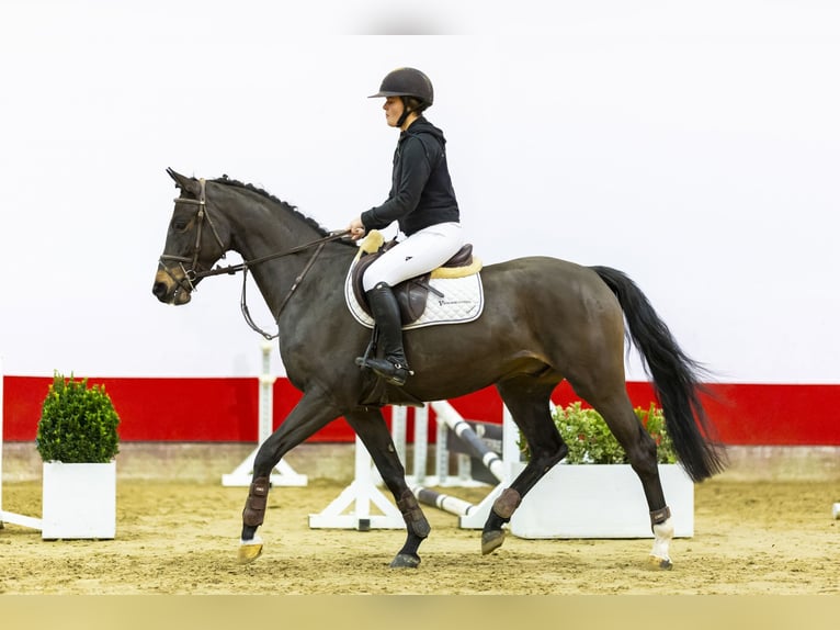 Holsteiner Hongre 5 Ans 167 cm Bai brun in Waddinxveen