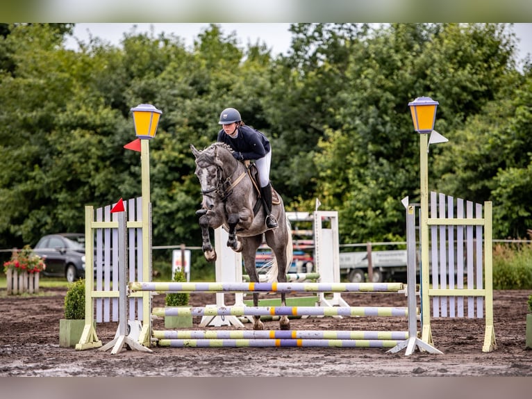 Holsteiner Croisé Hongre 5 Ans 167 cm Gris in SchönhorstSchönhorst Holsteiner Croisé Hongre 5 Ans 167 cm Gris in SchönhorstSchönhorst