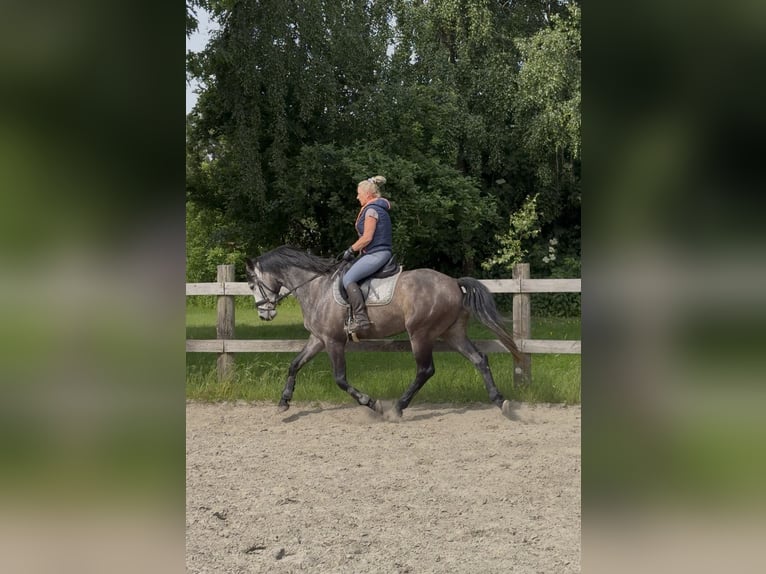 Holsteiner Hongre 5 Ans 167 cm Peut devenir gris in Vaale
