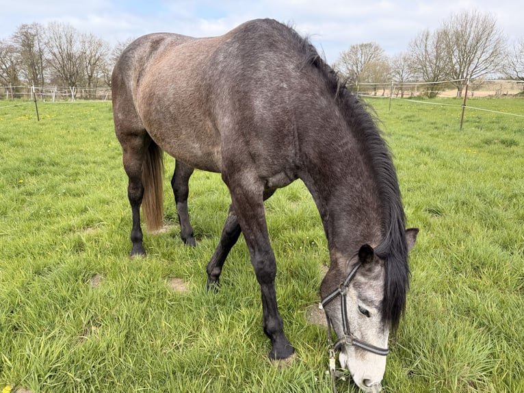 Holsteiner Hongre 5 Ans 167 cm Peut devenir gris in Vaale