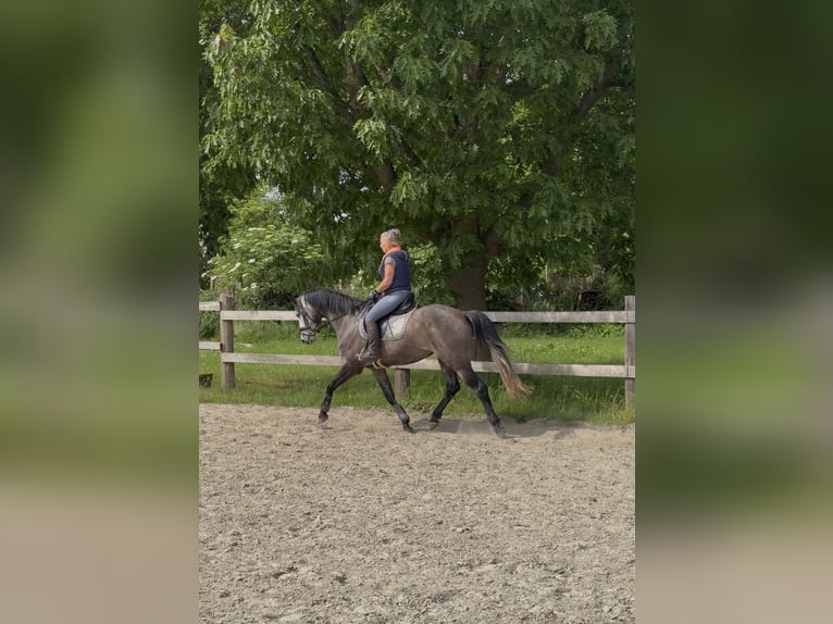 Holsteiner Hongre 5 Ans 167 cm Peut devenir gris in Vaale