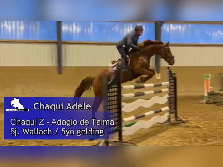 Holsteiner Hongre 5 Ans 168 cm Alezan brûlé in Gadow