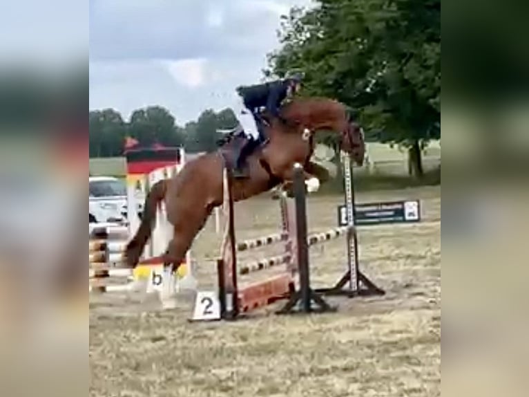 Holsteiner Hongre 5 Ans 168 cm Alezan in L&#xF6;wenberger Land