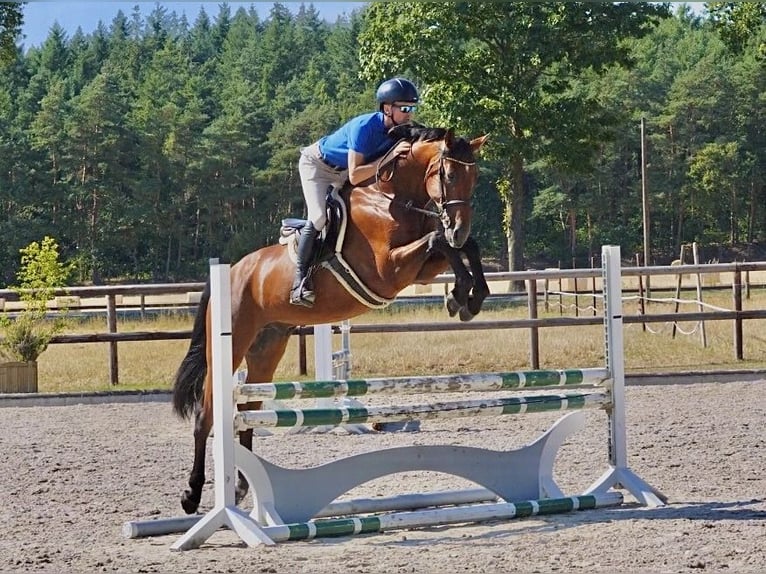 Holsteiner Hongre 5 Ans 168 cm Bai in Dohren