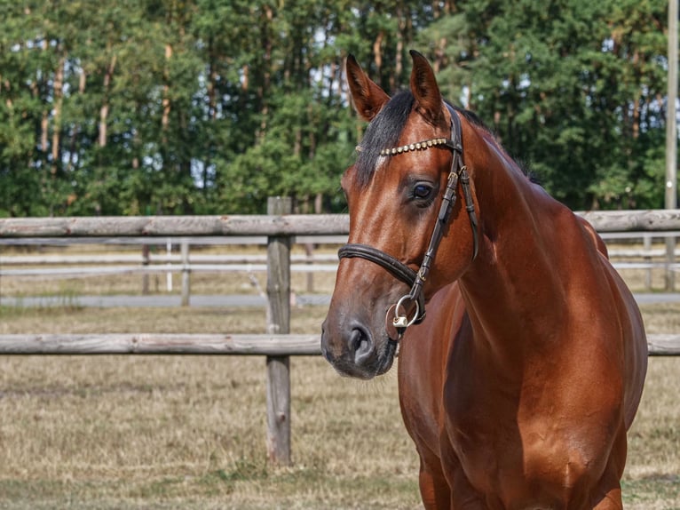 Holsteiner Hongre 5 Ans 168 cm Bai in Dohren