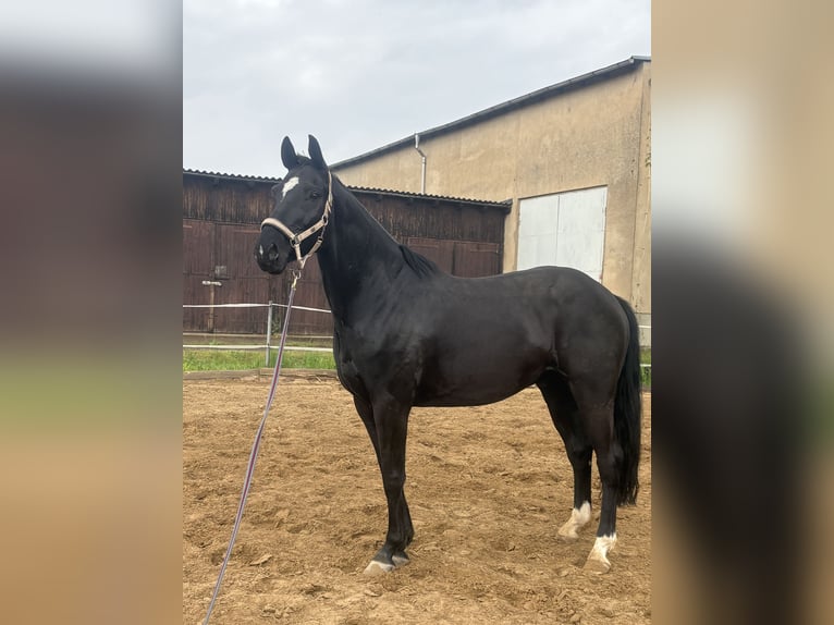 Holsteiner Hongre 5 Ans 168 cm Noir in Leipzig