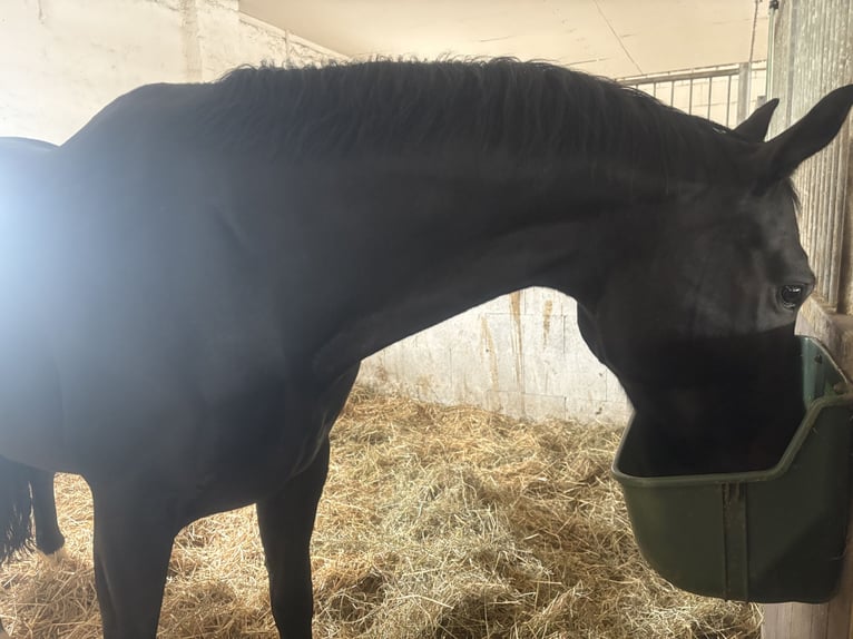 Holsteiner Hongre 5 Ans 168 cm Noir in Leipzig