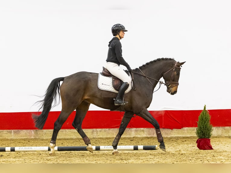 Holsteiner Hongre 5 Ans 169 cm Bai in Waddinxveen