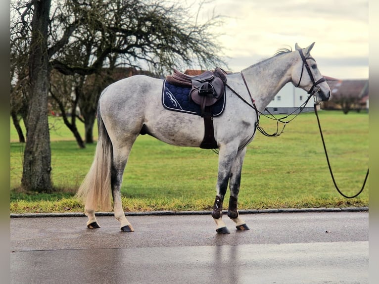 Holsteiner Hongre 5 Ans 169 cm Gris in Crailsheim