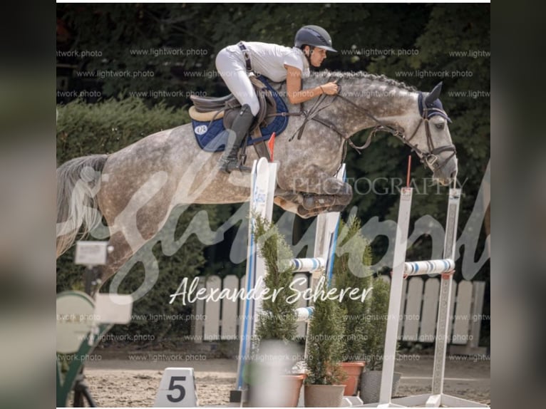 Holsteiner Hongre 5 Ans 169 cm Gris pommelé in Sinsheim