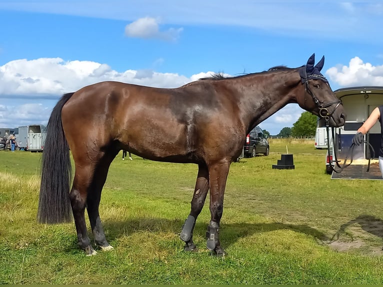 Holsteiner Hongre 5 Ans 169 cm Noir in Gaushorn