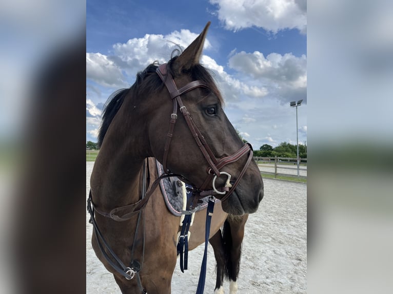 Holsteiner Hongre 5 Ans 170 cm Bai brun in Kollmar