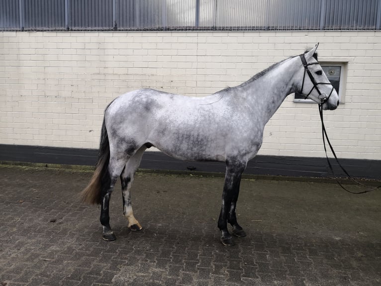 Holsteiner Hongre 5 Ans 170 cm Gris in Nieheim