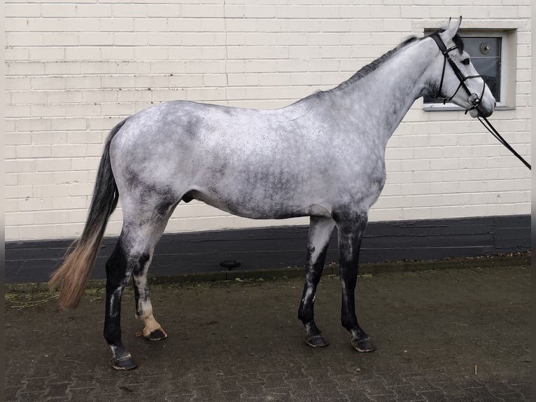 Holsteiner Hongre 5 Ans 170 cm Gris in Nieheim