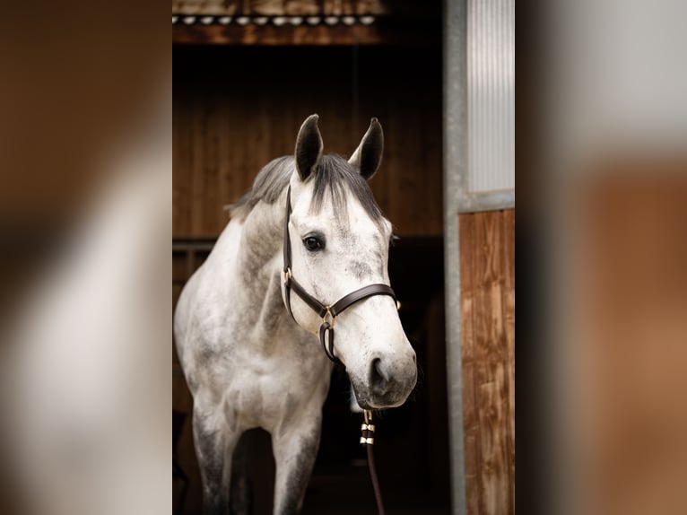 Holsteiner Hongre 5 Ans 170 cm Gris in Jenbach