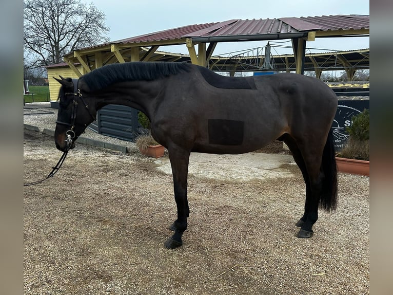 Holsteiner Hongre 5 Ans 170 cm Gris in Péron