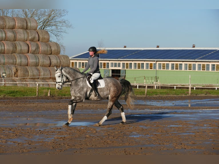 Holsteiner Hongre 5 Ans 170 cm Gris in Ganschow