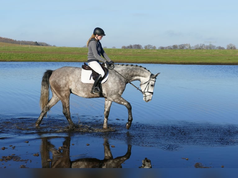 Holsteiner Hongre 5 Ans 170 cm Gris in Ganschow