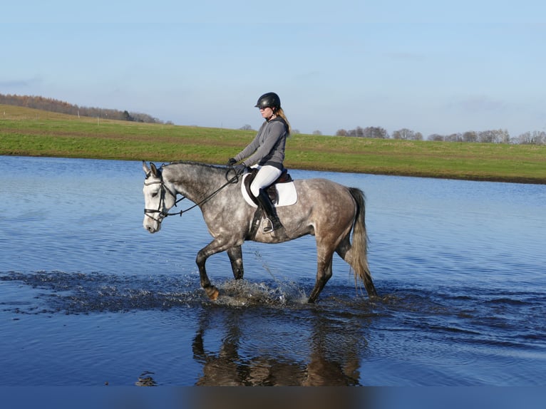 Holsteiner Hongre 5 Ans 170 cm Gris in Ganschow