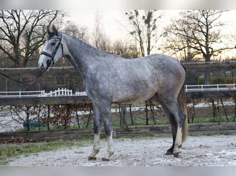 Holsteiner Hongre 5 Ans 170 cm Gris pommelé in Berlin