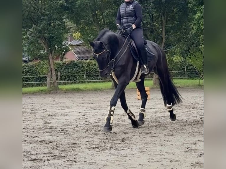 Holsteiner Hongre 5 Ans 170 cm Noir in Rieseby