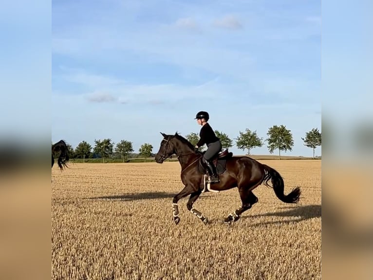 Holsteiner Hongre 5 Ans 170 cm Noir in Rieseby