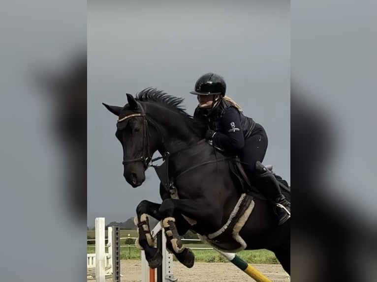 Holsteiner Hongre 5 Ans 170 cm Noir in Rieseby