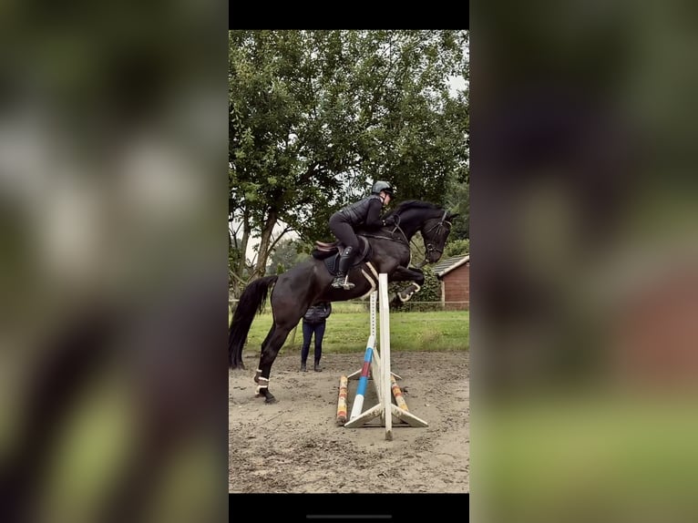 Holsteiner Hongre 5 Ans 170 cm Noir in Rieseby