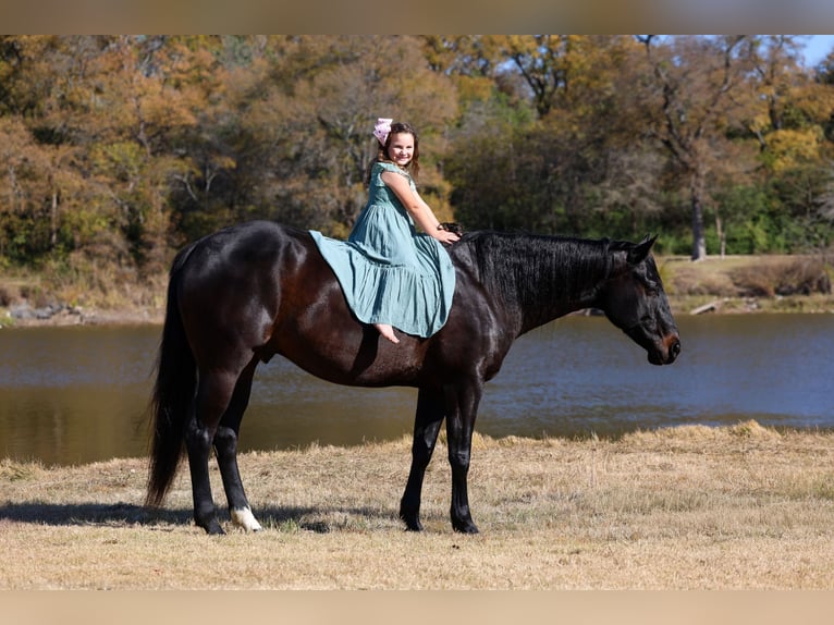 Holsteiner Hongre 5 Ans 170 cm Noir in Forney