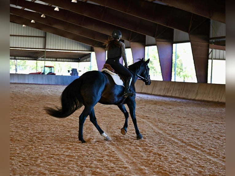 Holsteiner Hongre 5 Ans 170 cm Noir in Forney