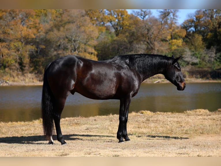 Holsteiner Hongre 5 Ans 170 cm Noir in Forney