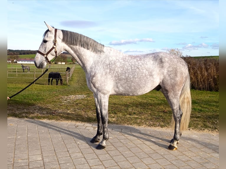 Holsteiner Hongre 5 Ans 171 cm Gris in Oberstadion