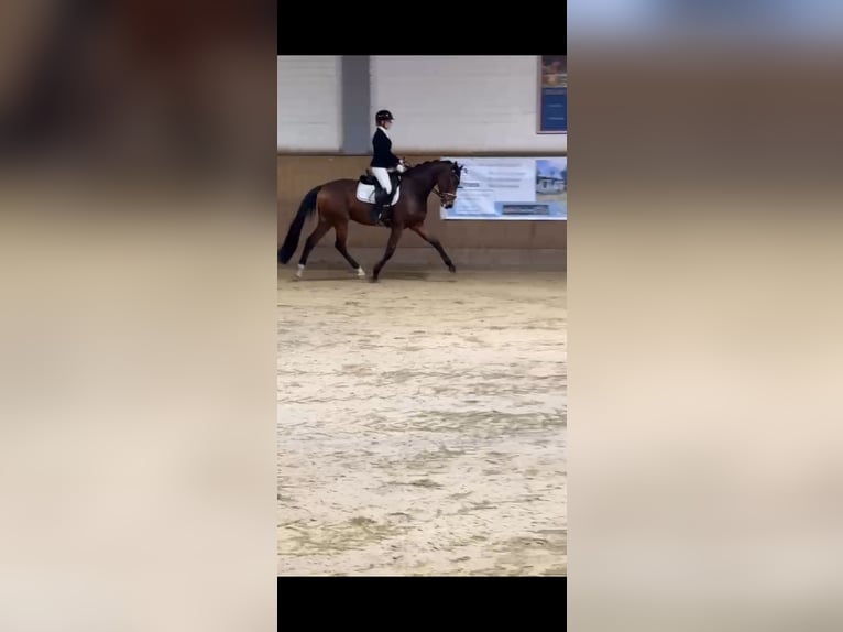 Holsteiner Hongre 5 Ans 172 cm Bai brun in Ahrensburg