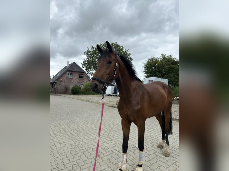 Holsteiner Hongre 5 Ans 172 cm Bai brun in Ahrensburg