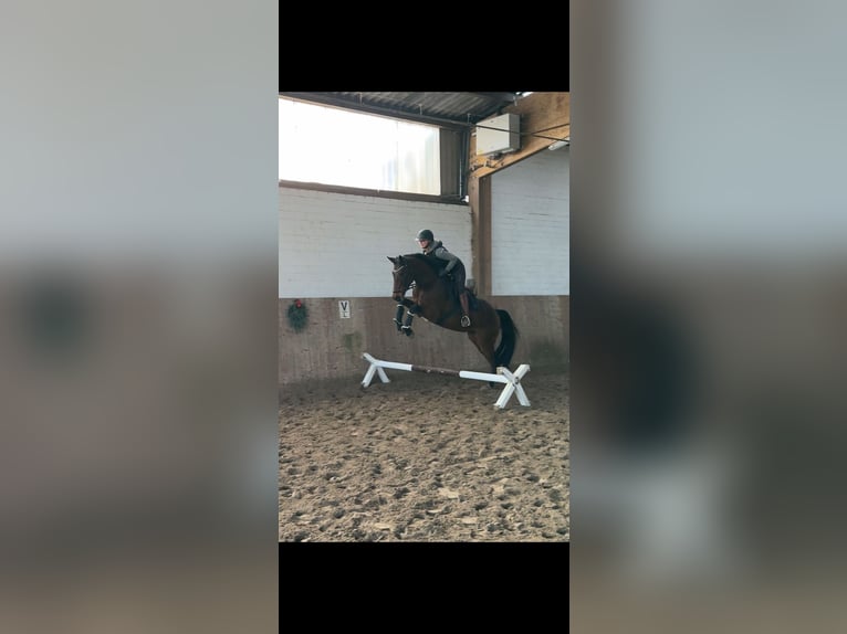 Holsteiner Hongre 5 Ans 172 cm Bai brun in Ahrensburg