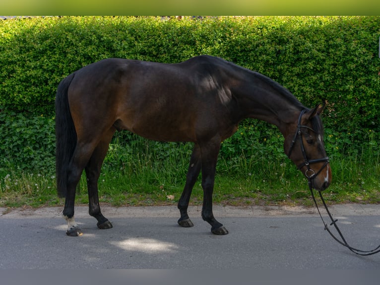 Holsteiner Hongre 5 Ans 172 cm Bai in Rodenbek