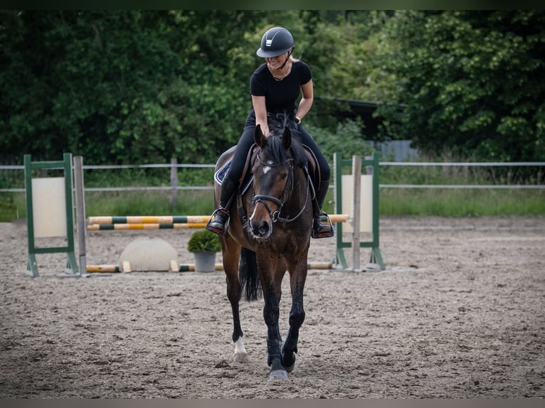 Holsteiner Hongre 5 Ans 172 cm Bai in Rodenbek