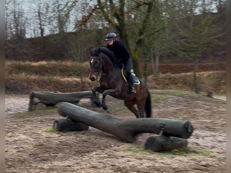 Holsteiner Hongre 5 Ans 172 cm Bai in Rodenbek