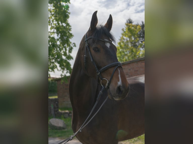 Holsteiner Hongre 5 Ans 172 cm Bai in Rodenbek