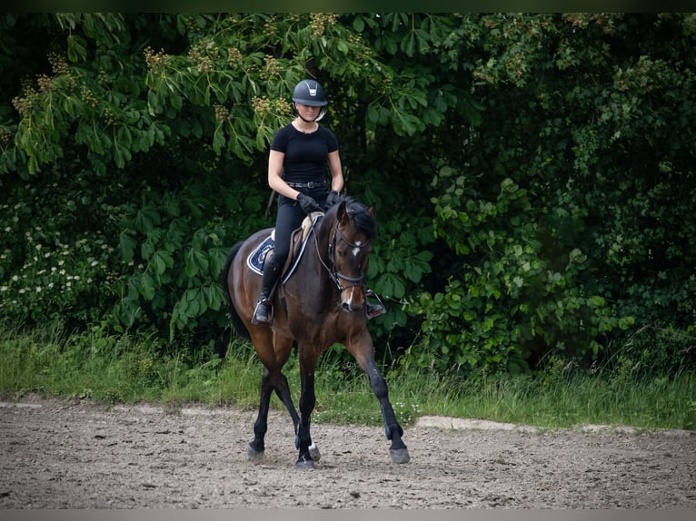 Holsteiner Hongre 5 Ans 172 cm Bai in Rodenbek