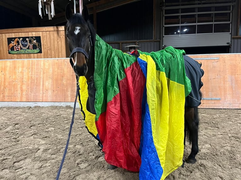 Holsteiner Hongre 5 Ans 172 cm Bai in Rodenbek