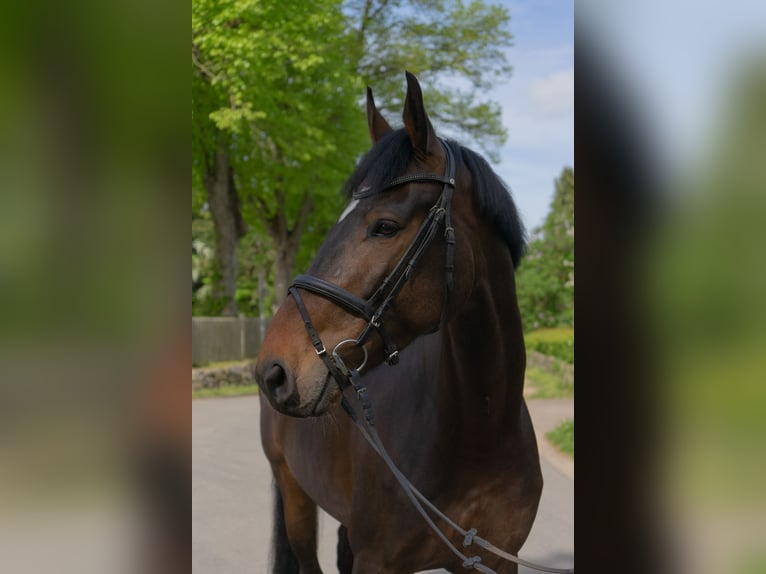 Holsteiner Hongre 5 Ans 172 cm Bai in Rodenbek