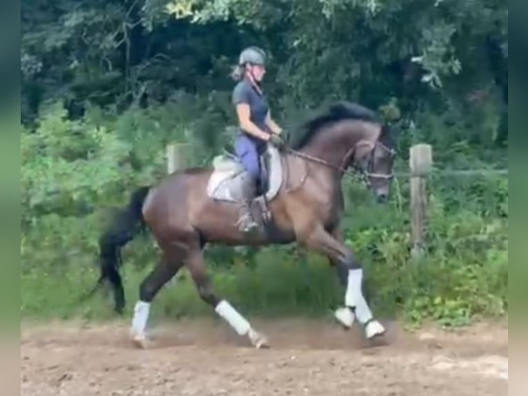 Holsteiner Hongre 5 Ans 172 cm in Fintel