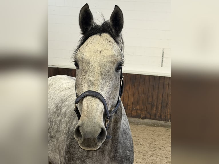 Holsteiner Hongre 5 Ans 172 cm Gris in Nettetal